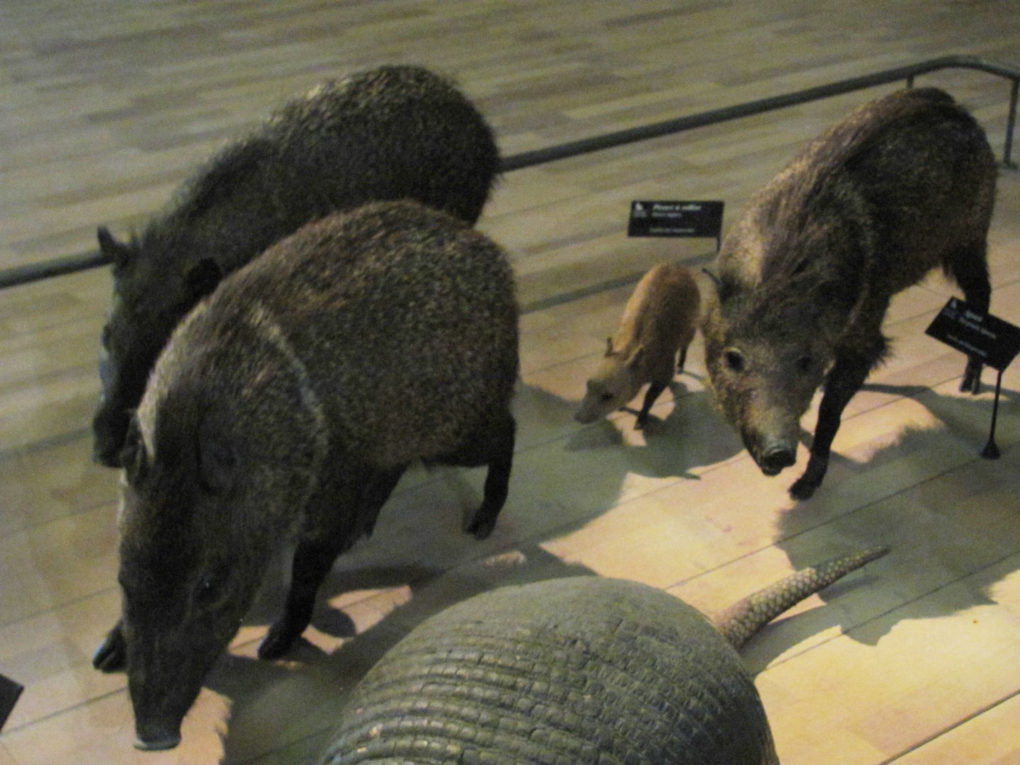 Collared Peccaries