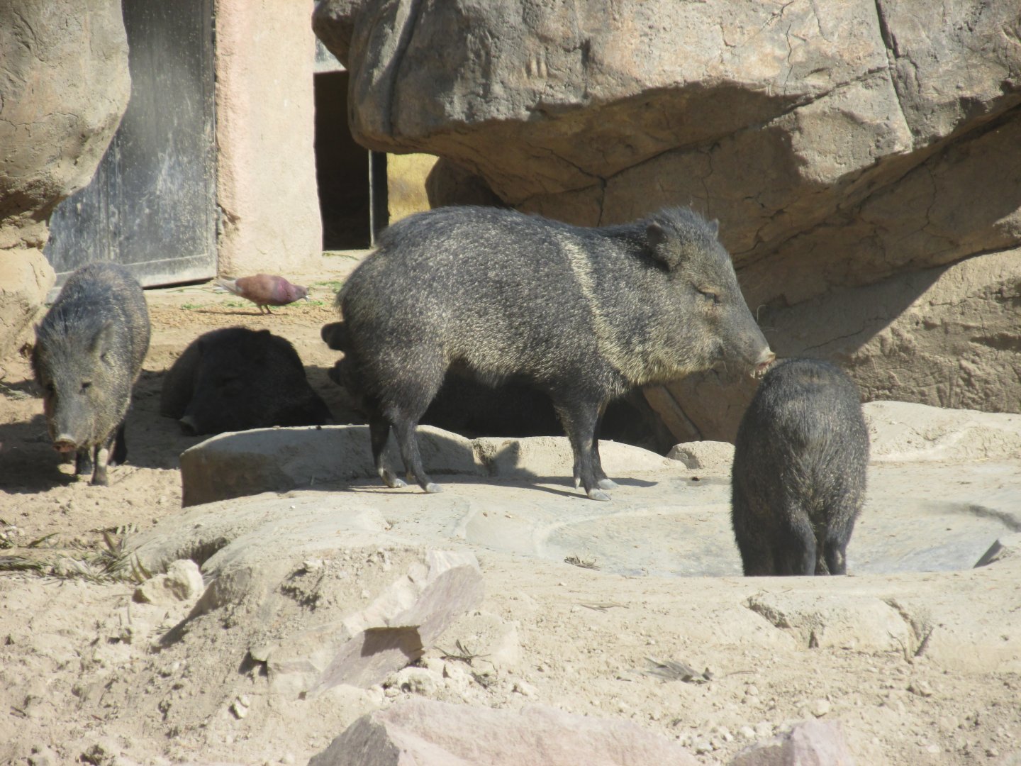 collared peccaries