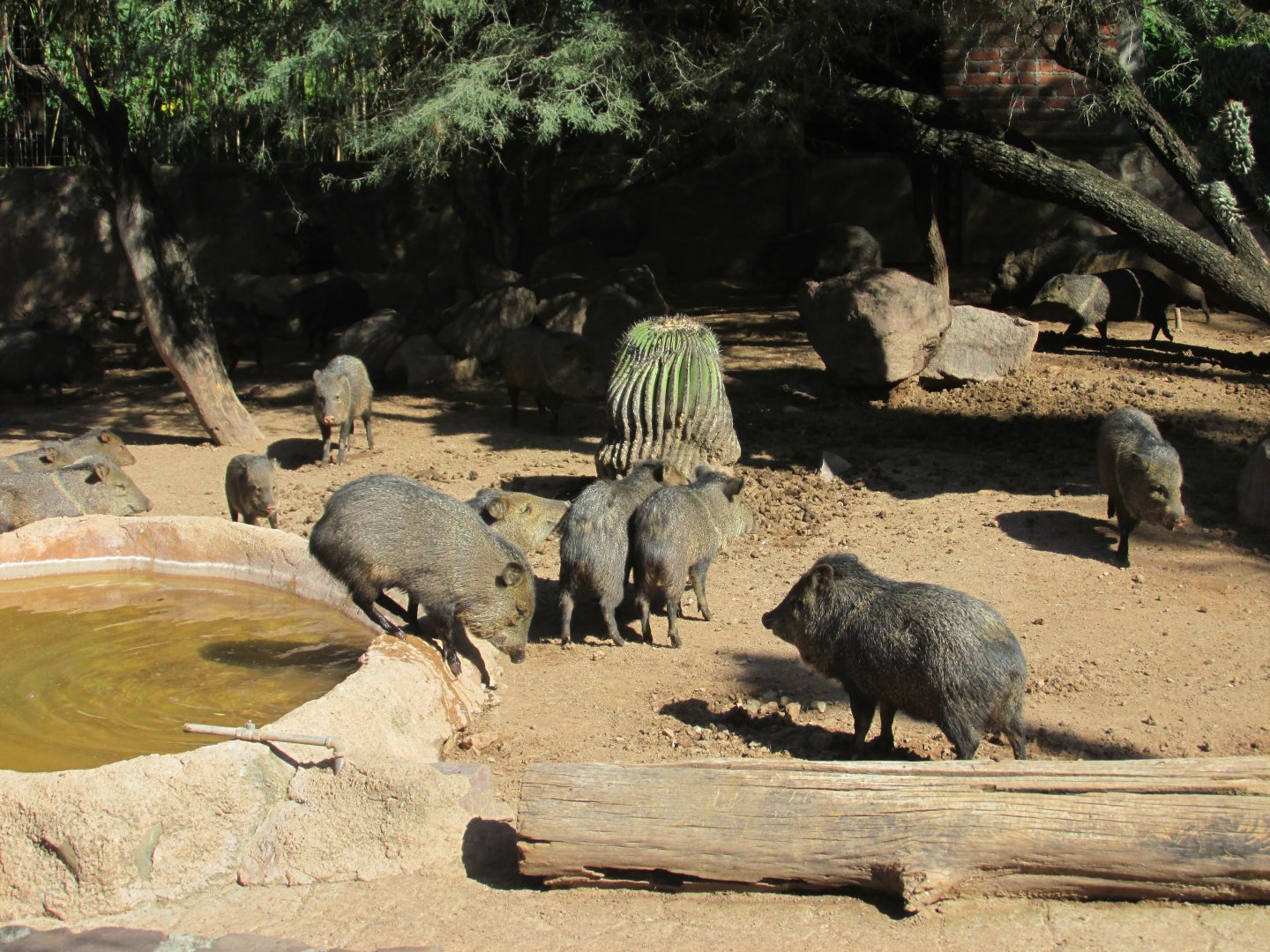 collared peccaries