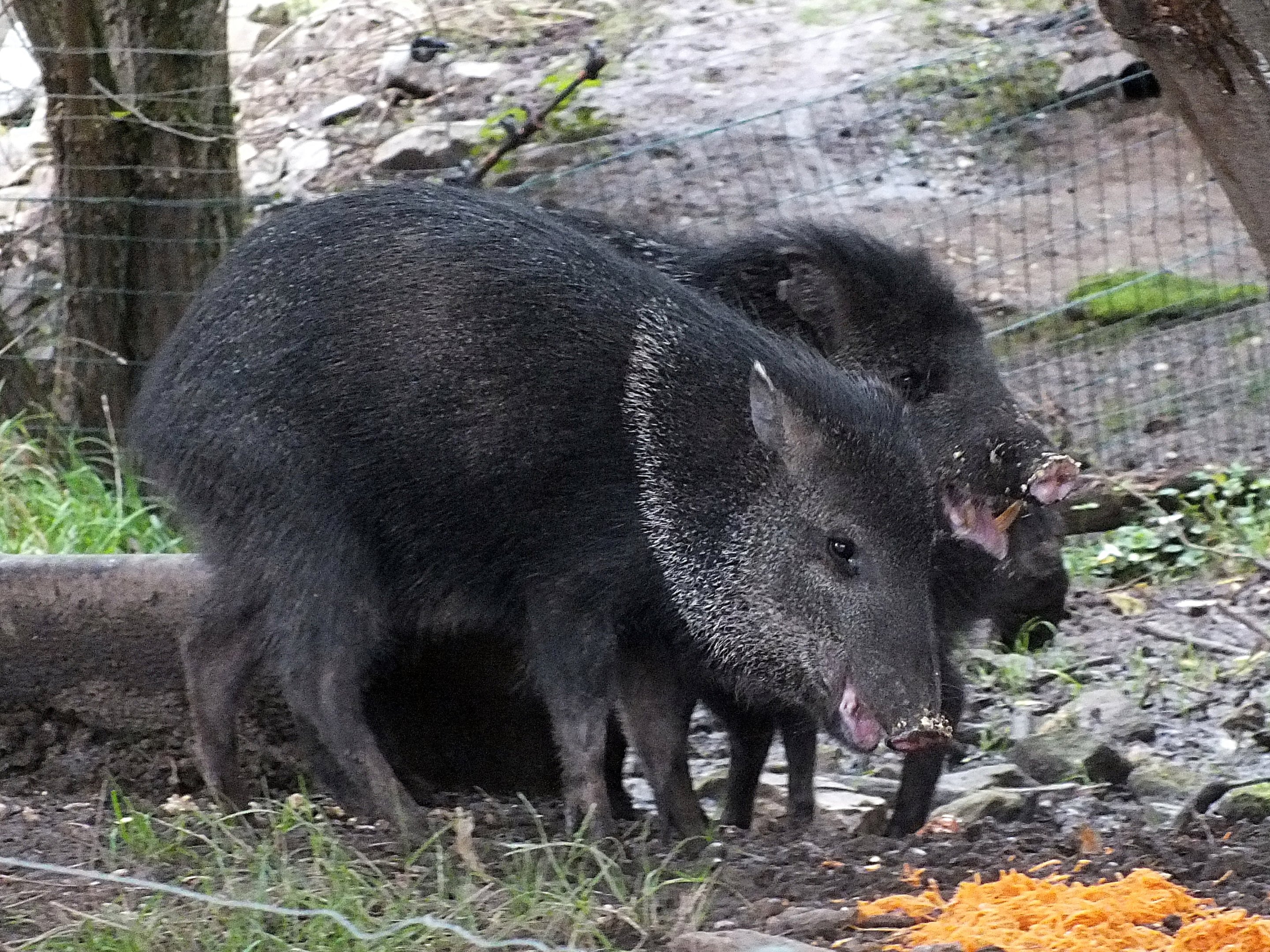 Collared peccaries