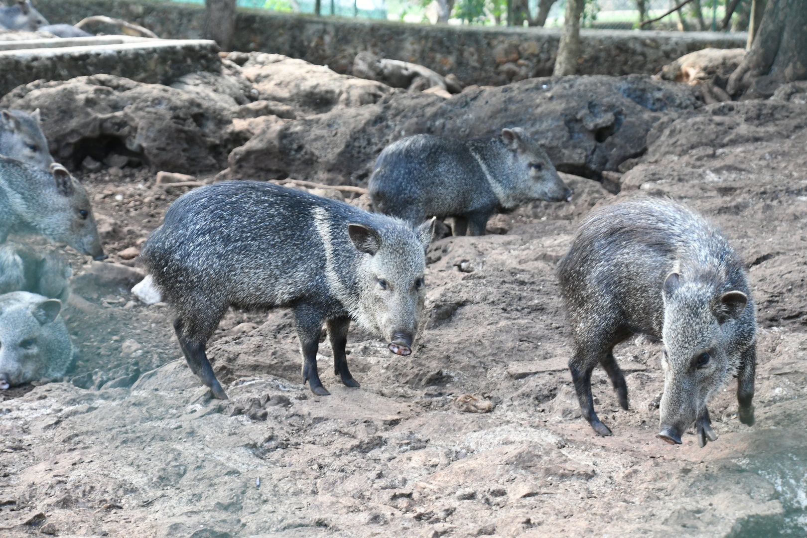 Collared Peccaries