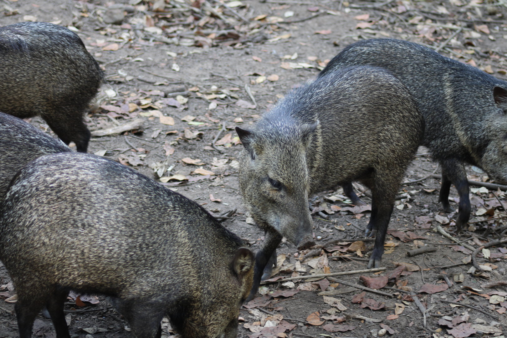 Collared Peccaries