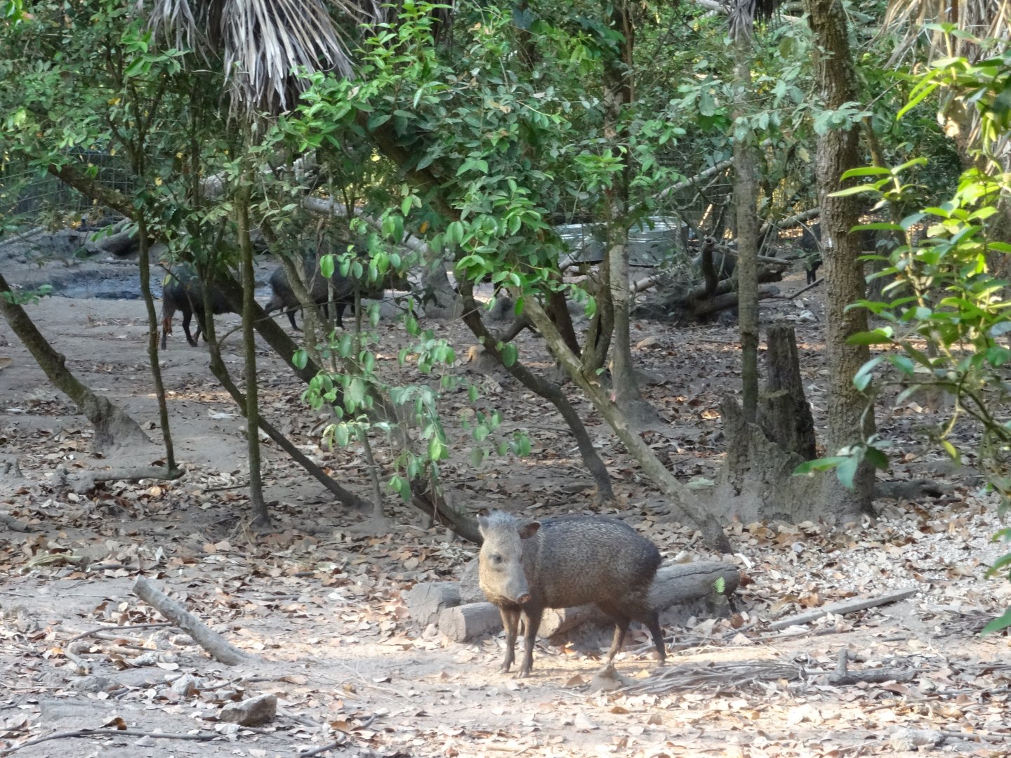 Collared Peccaries