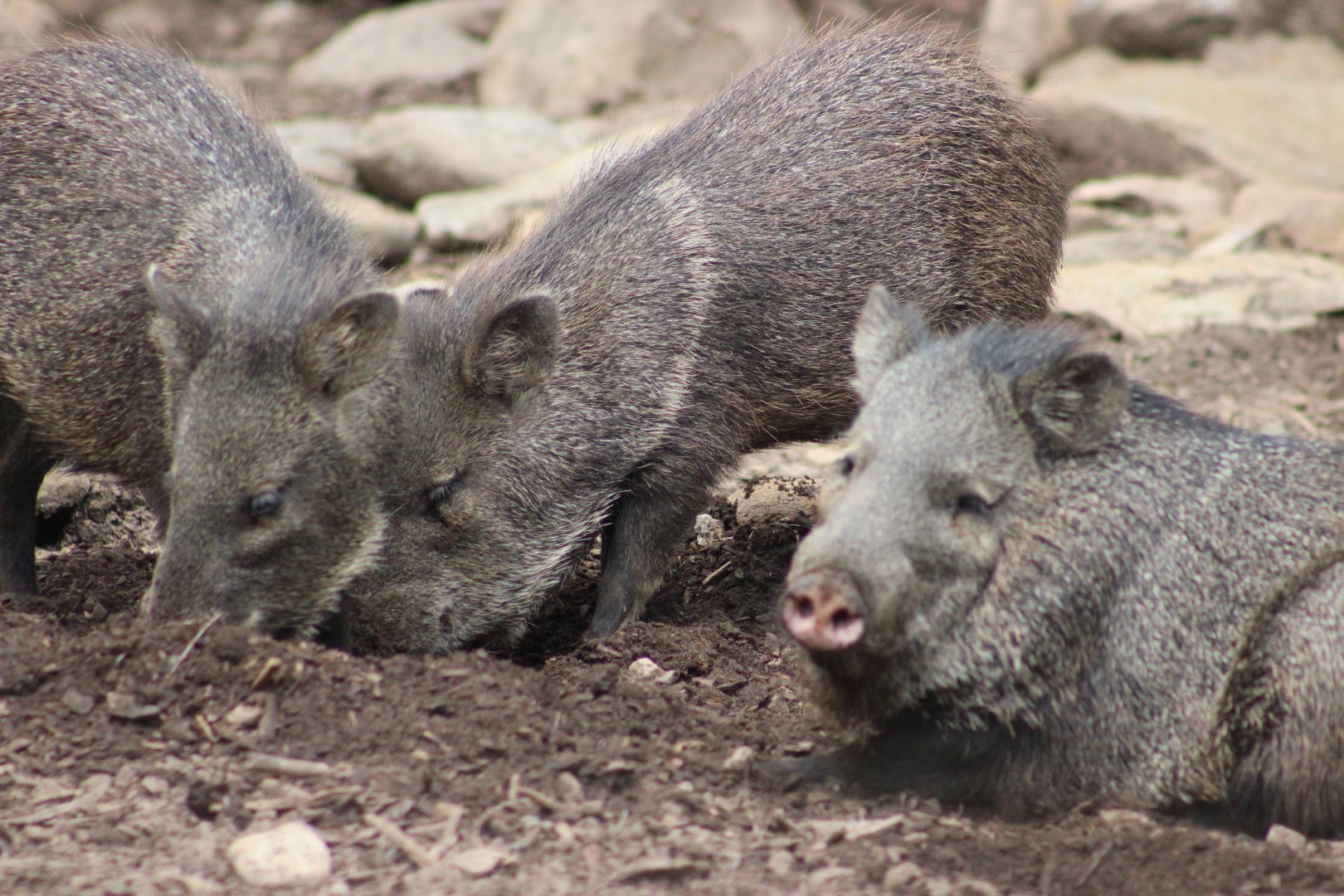 Collared Peccaries