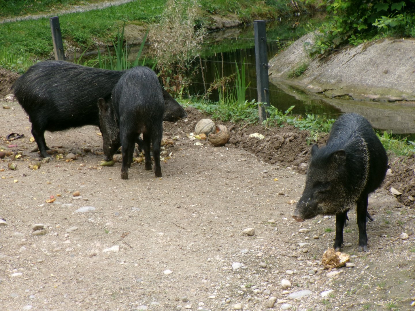 Collared peccaries