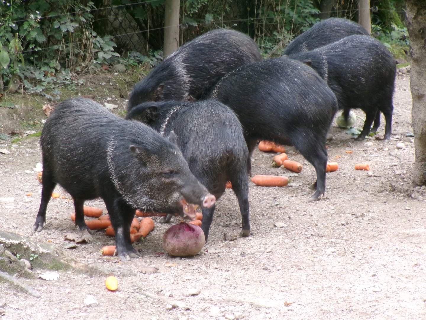 Collared peccaries
