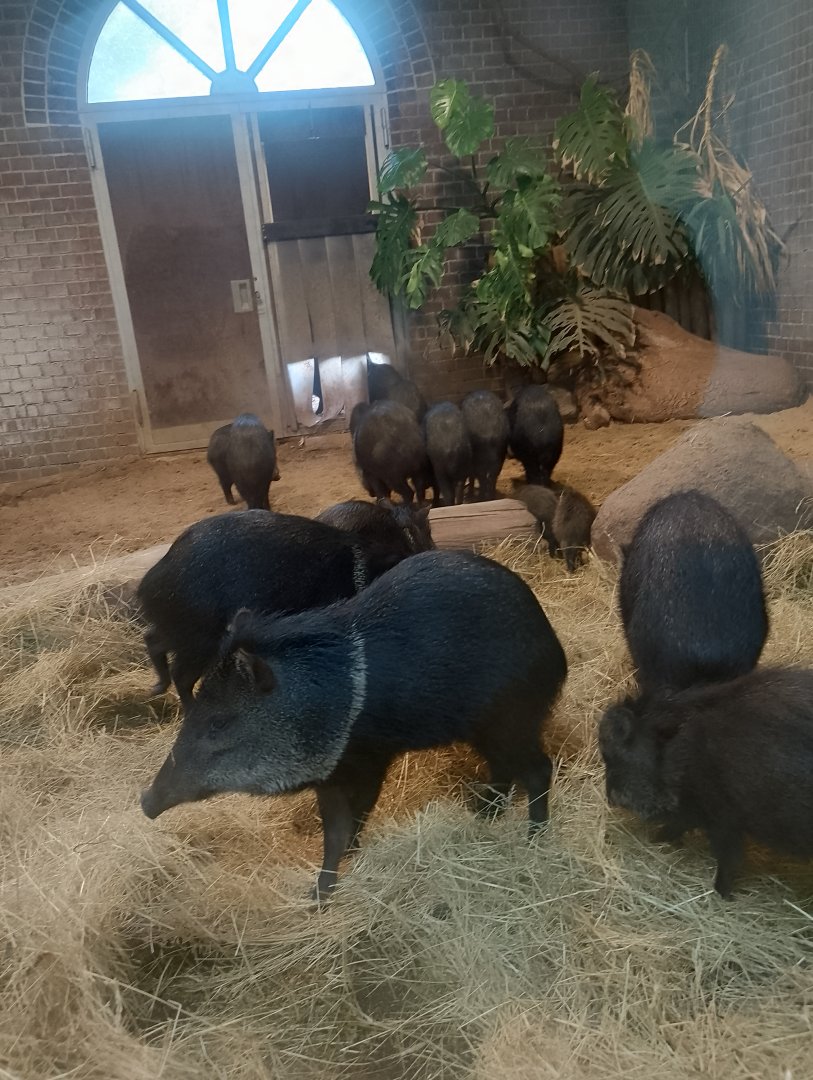 Collared peccaries