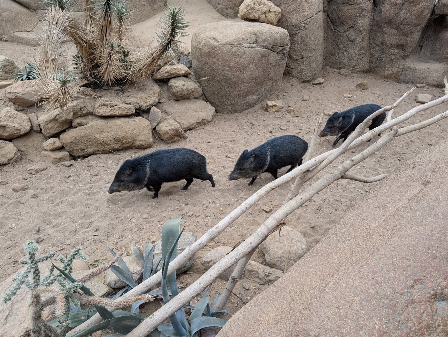Collared Peccaries