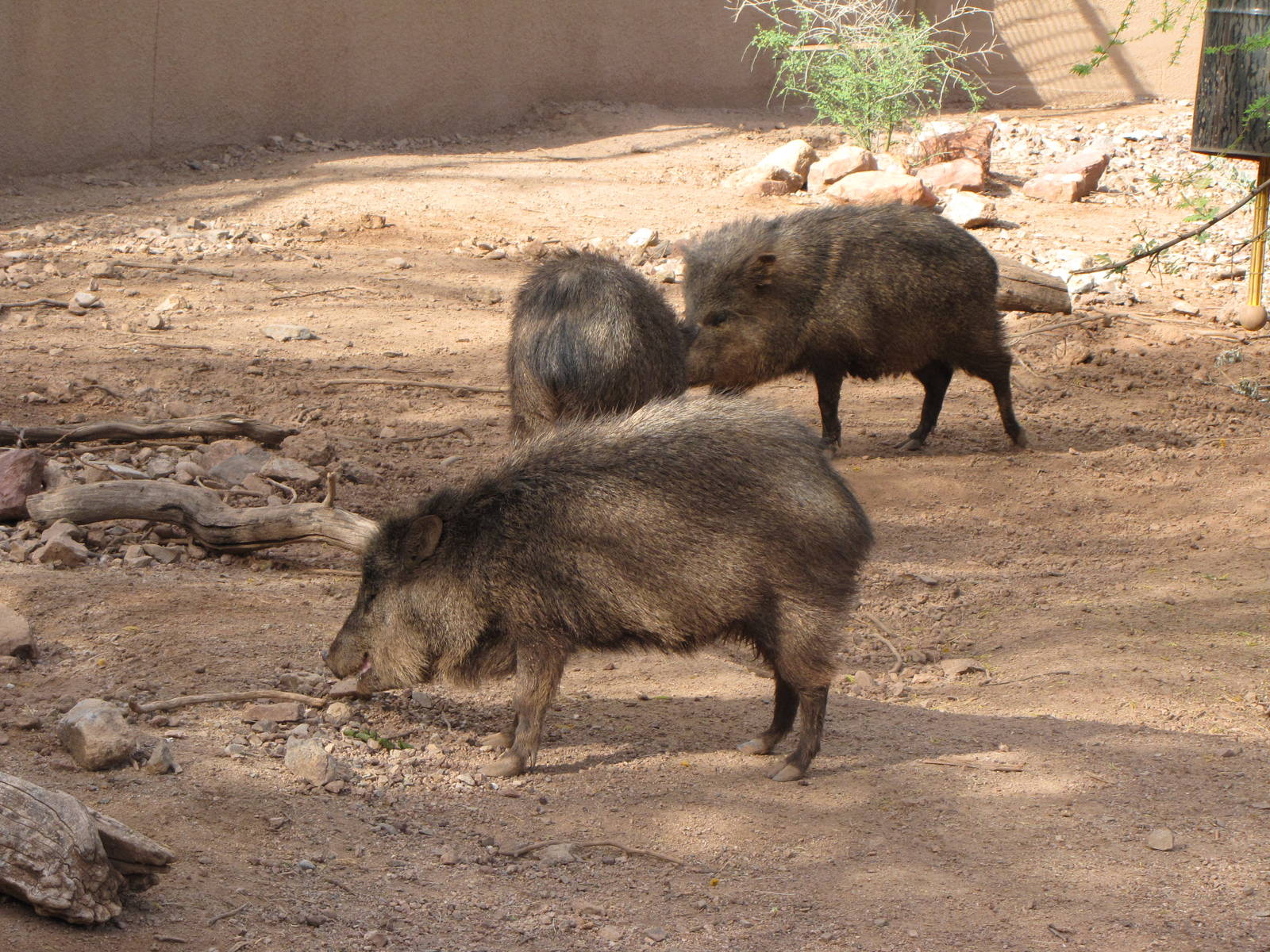 Collared Peccaries