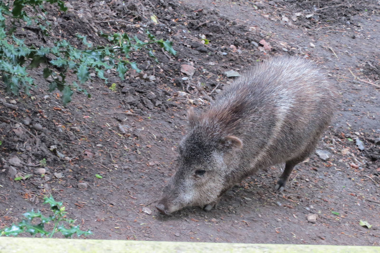 Collared Peccary 070515