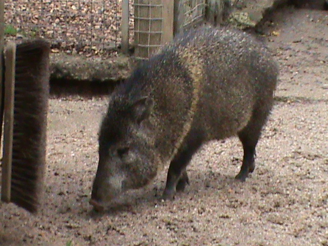 collared peccary 08/10