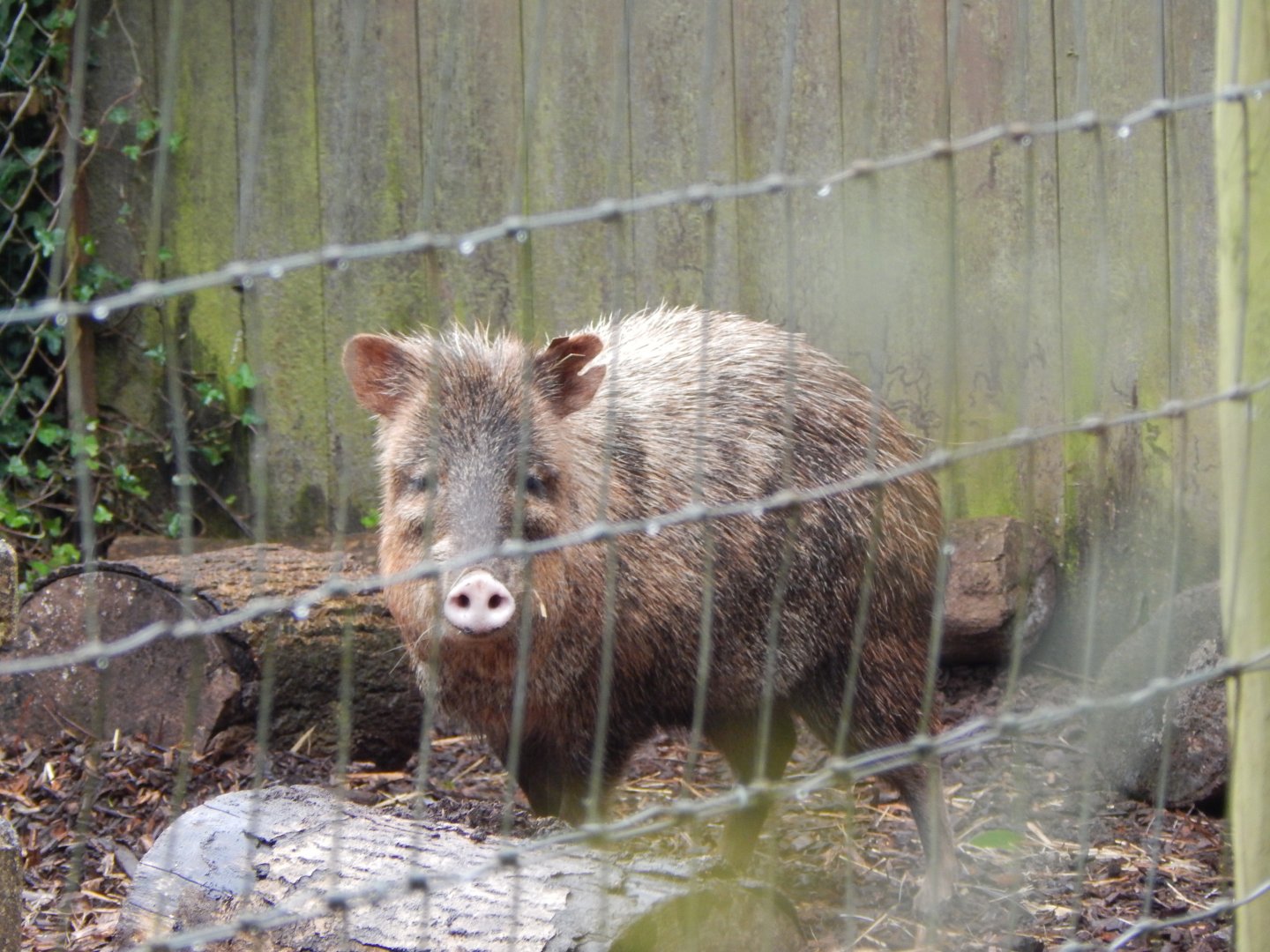 Collared peccary 130624