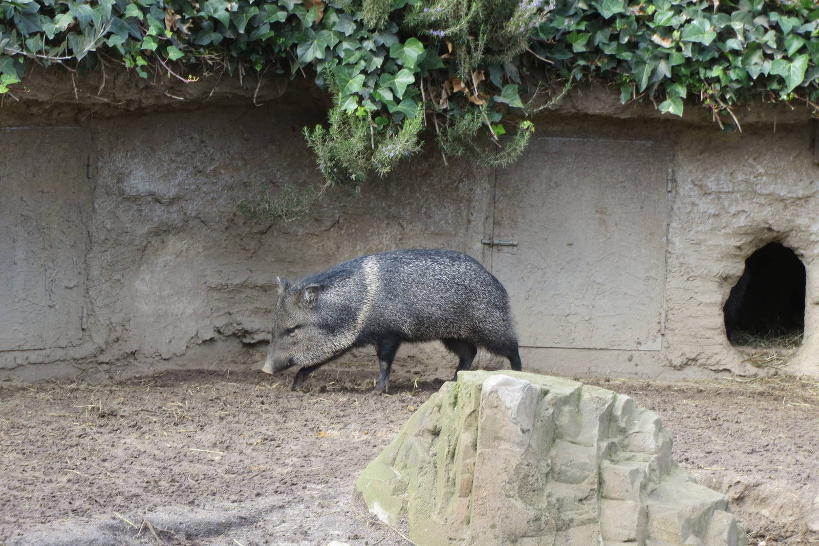 Collared Peccary 140216