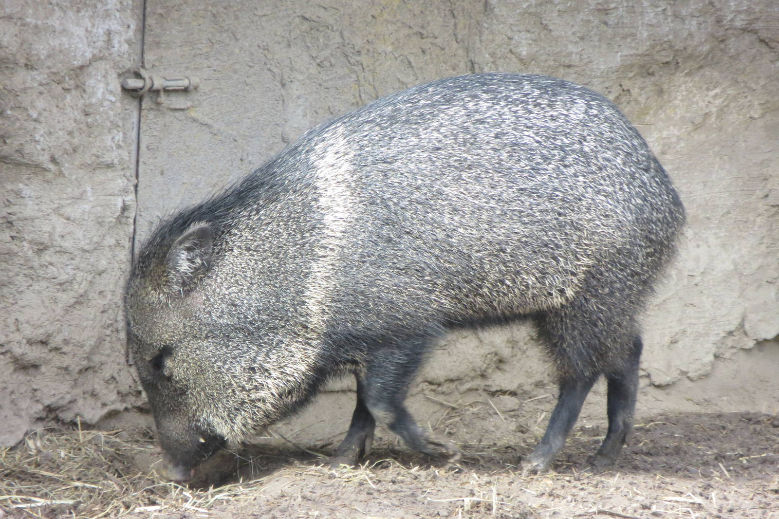 Collared Peccary 140216