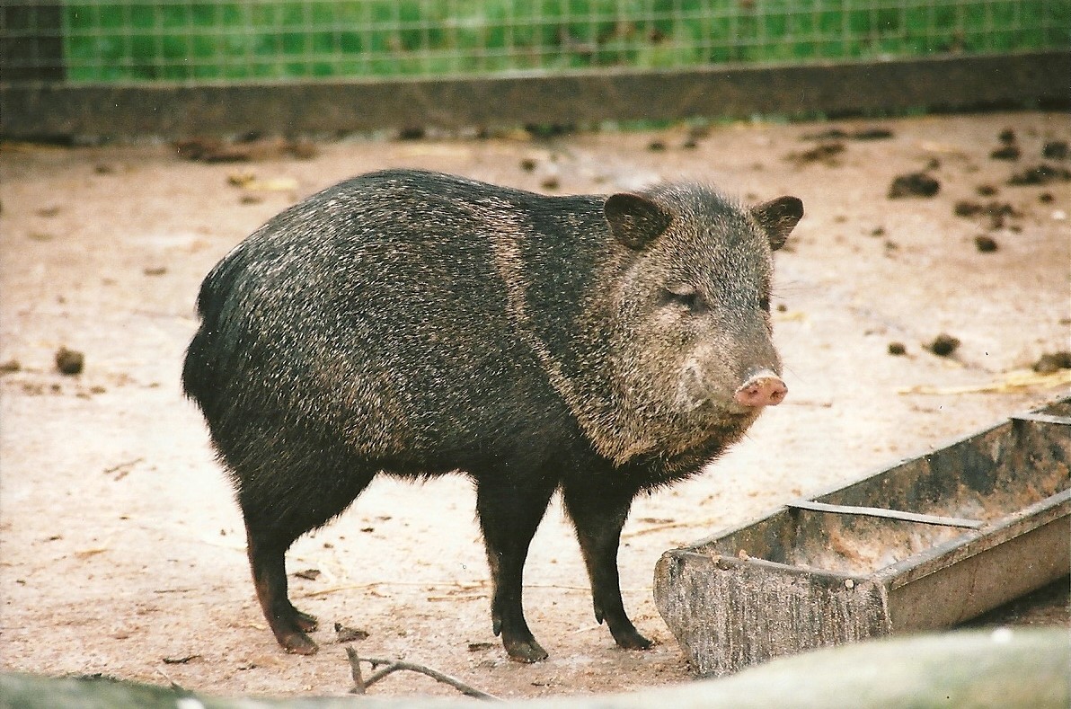 Collared Peccary, 16th December 2000