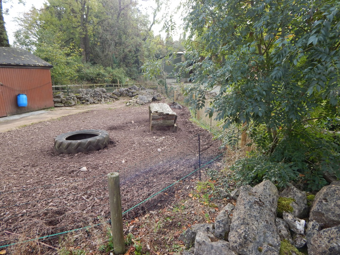 Collared peccary 181020