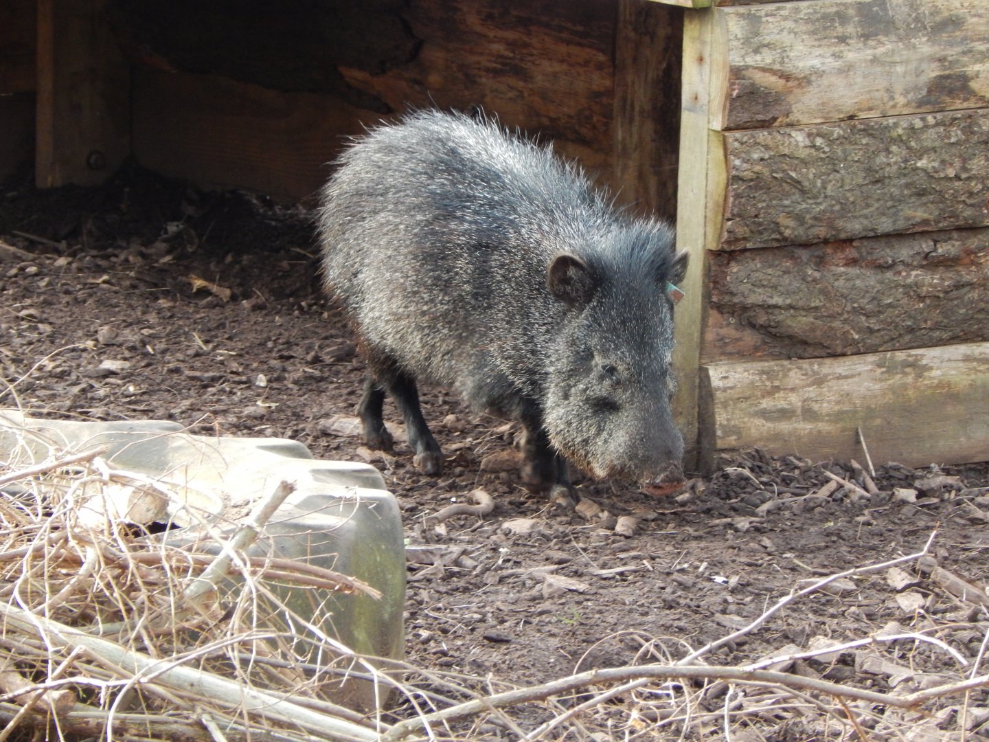 Collared peccary 201121