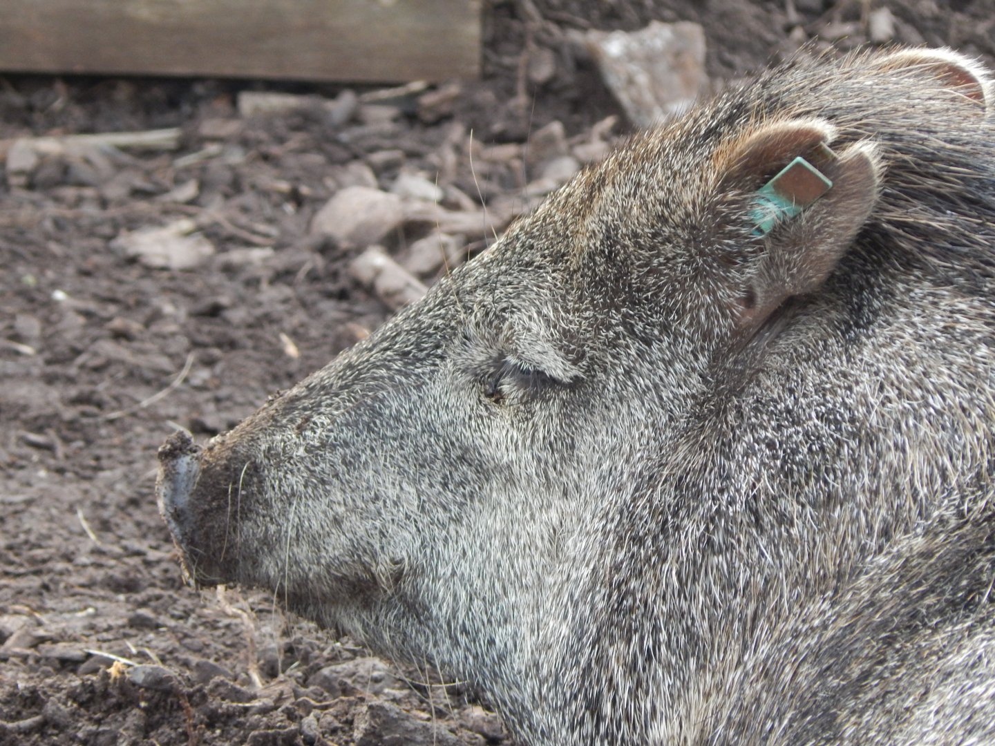 Collared peccary 201121