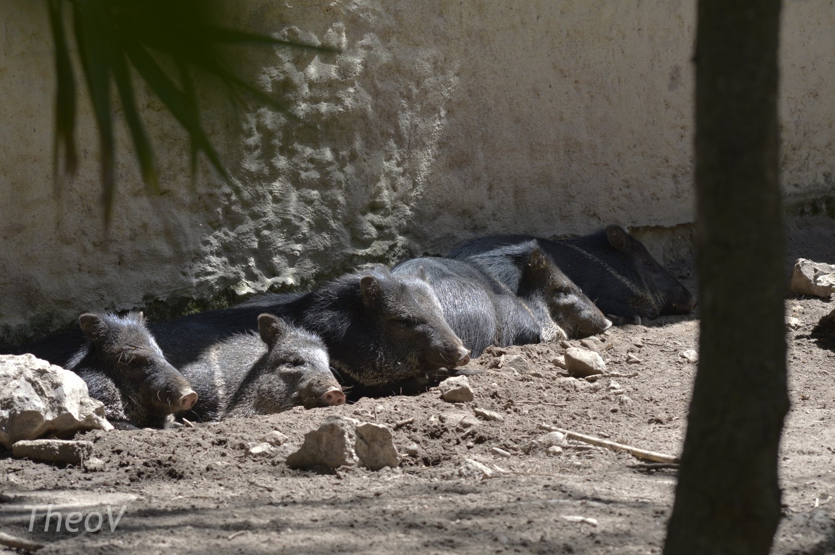 Collared peccary [2019]