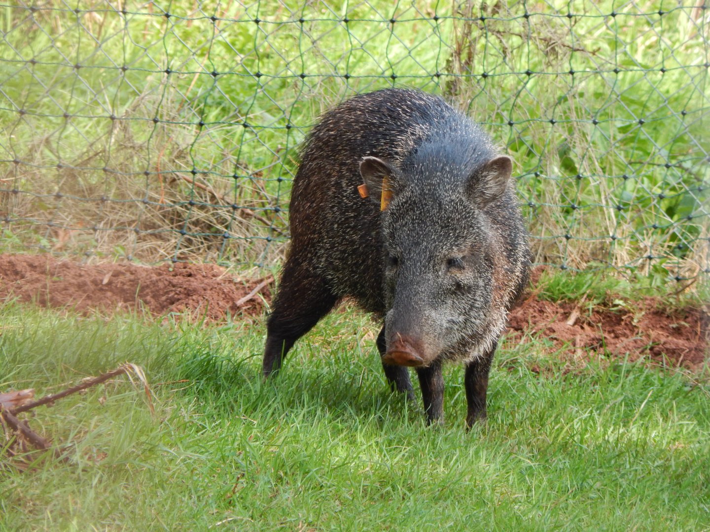 Collared peccary 290923