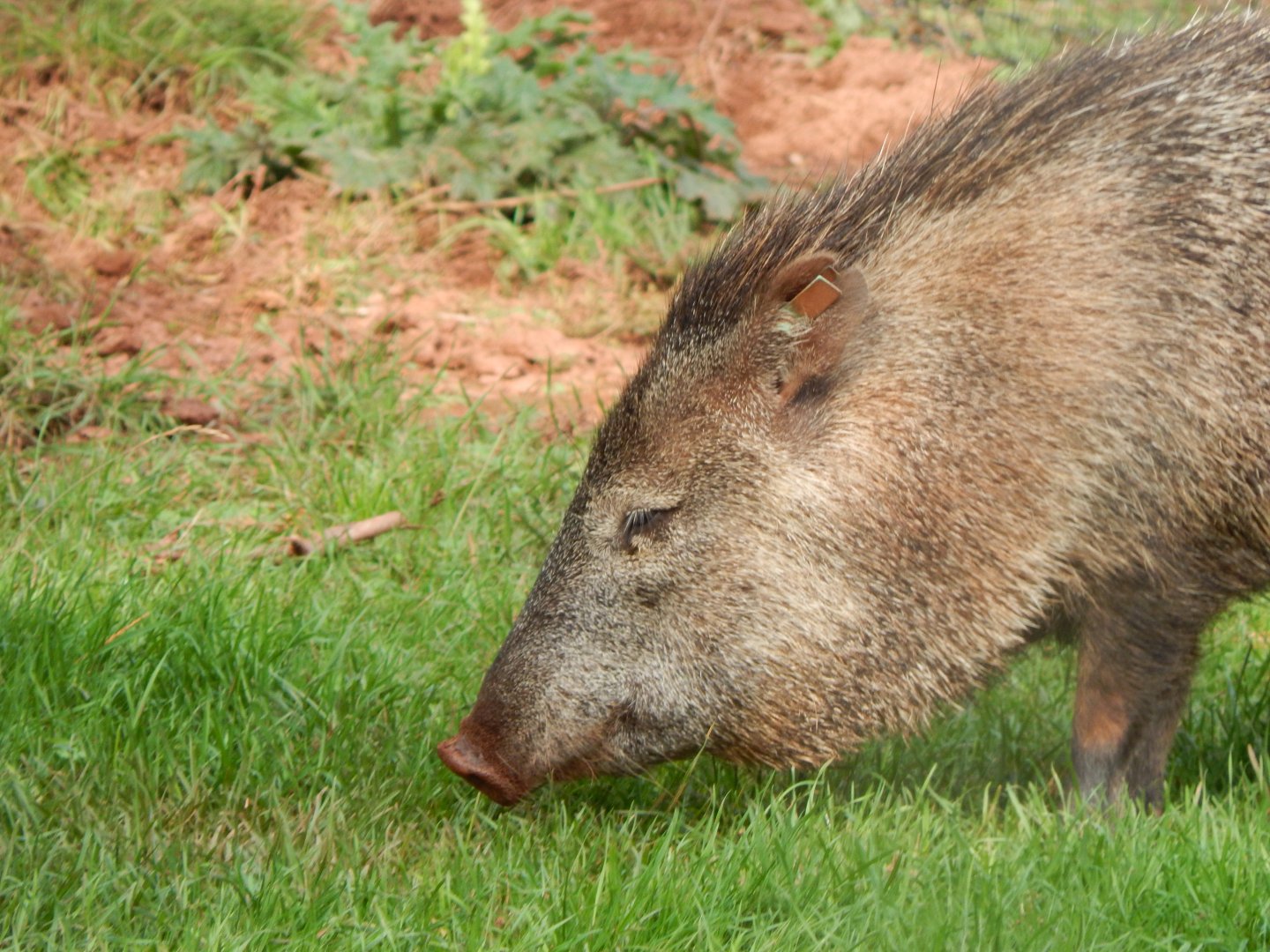 Collared peccary 290923