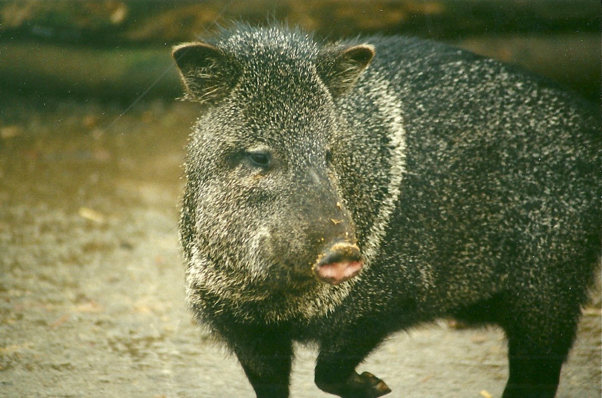 Collared Peccary 30th December 1999