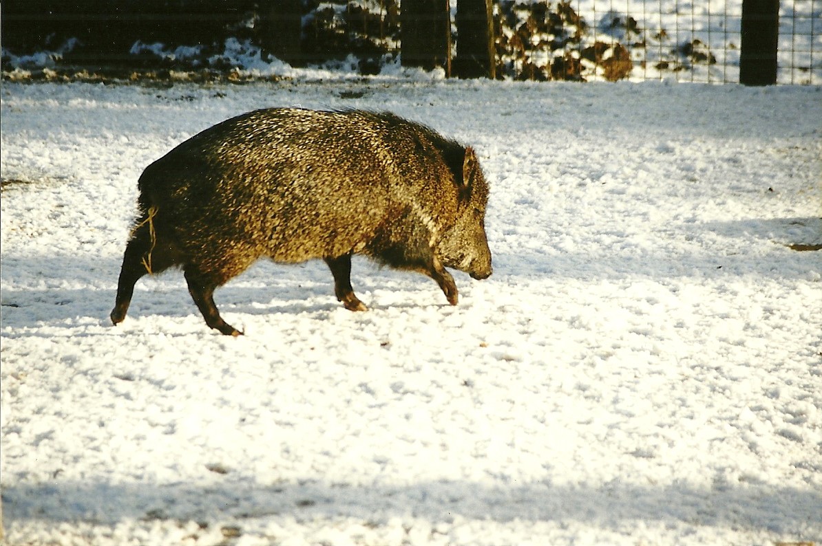 Collared Peccary 5th December 1998
