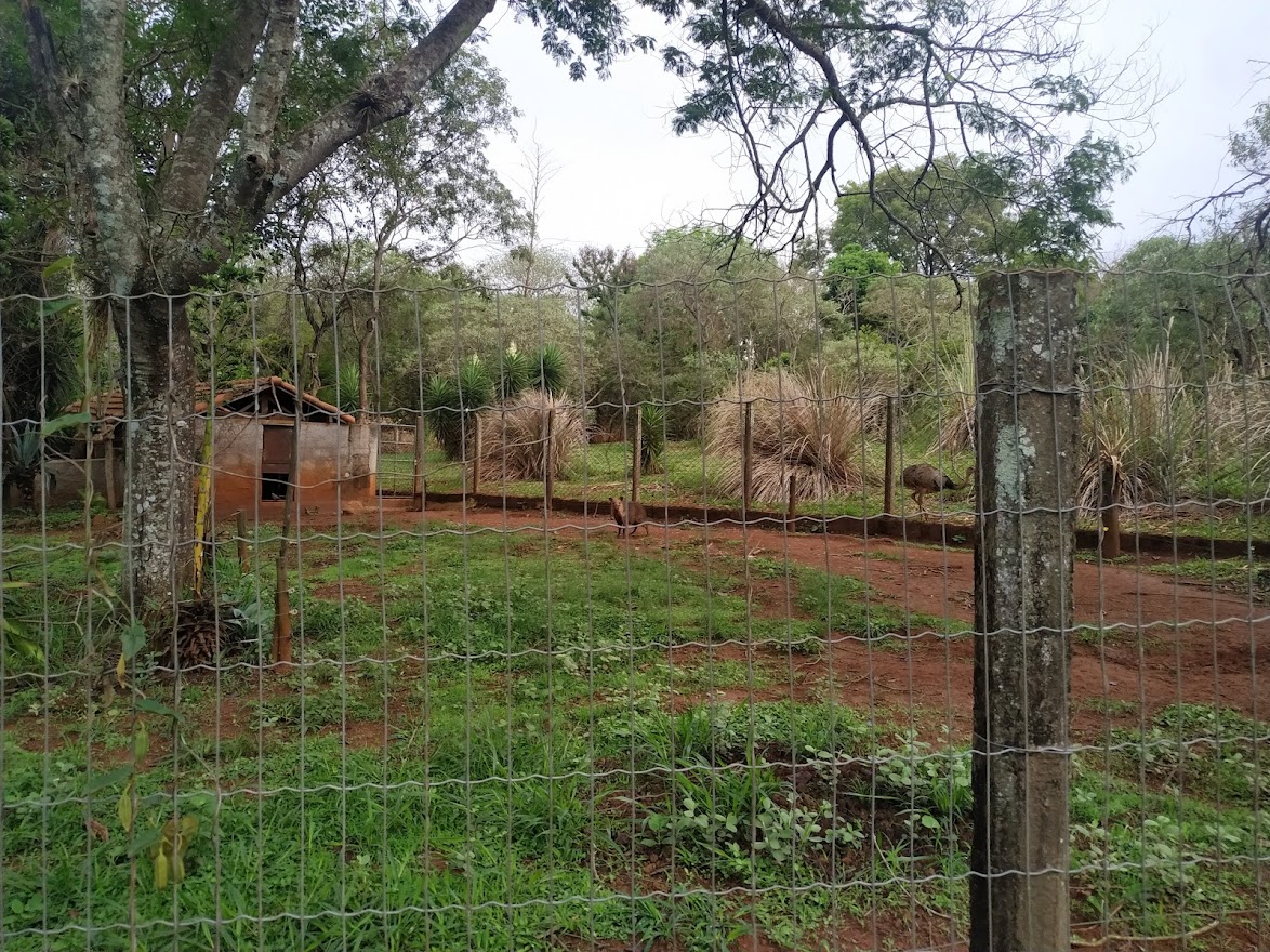 Collared Peccary and Greater Rhea