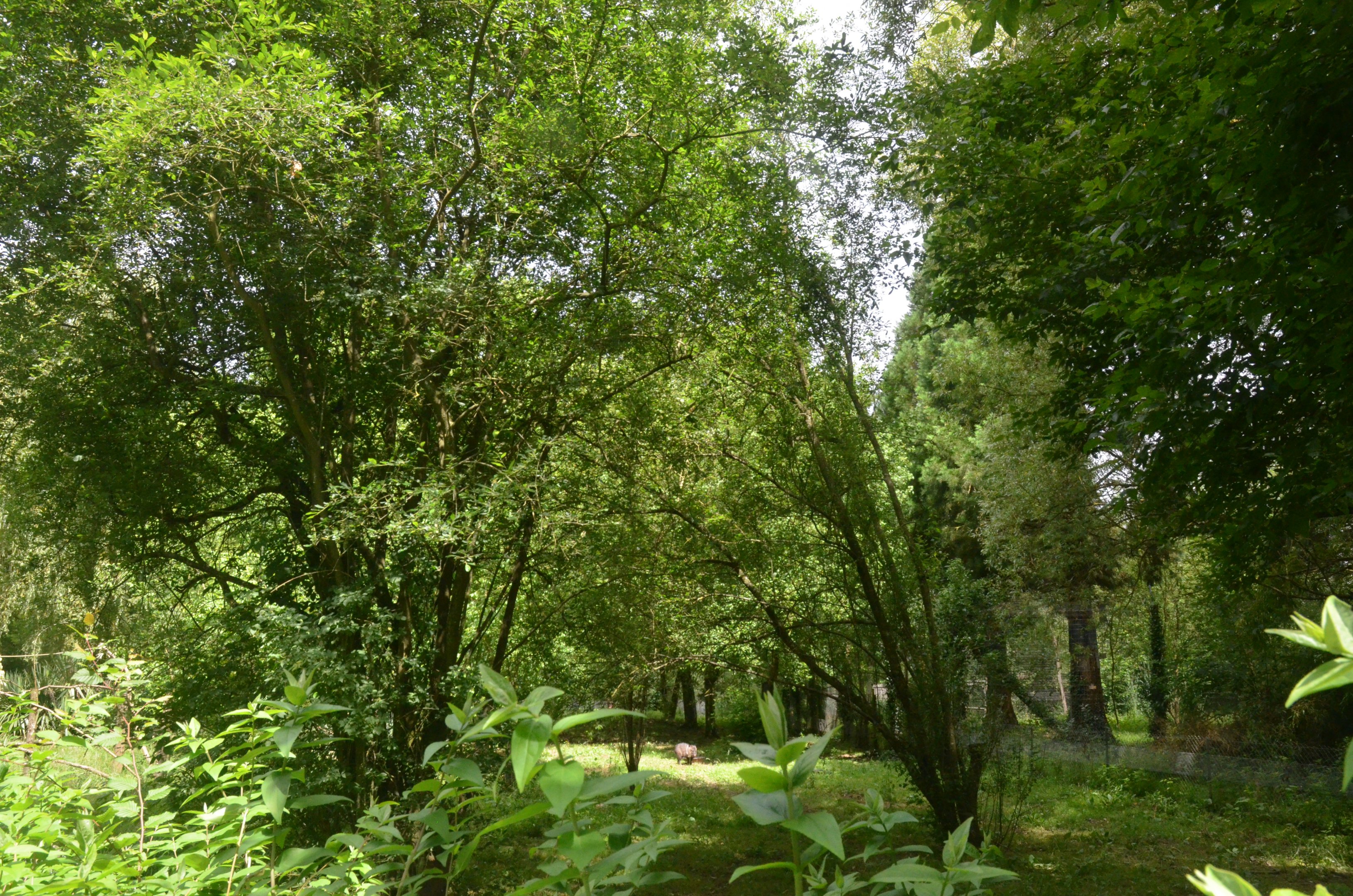 Collared Peccary and Ring-tailed Coati Enclosure at Spaycific'Zoo, 13/06/18