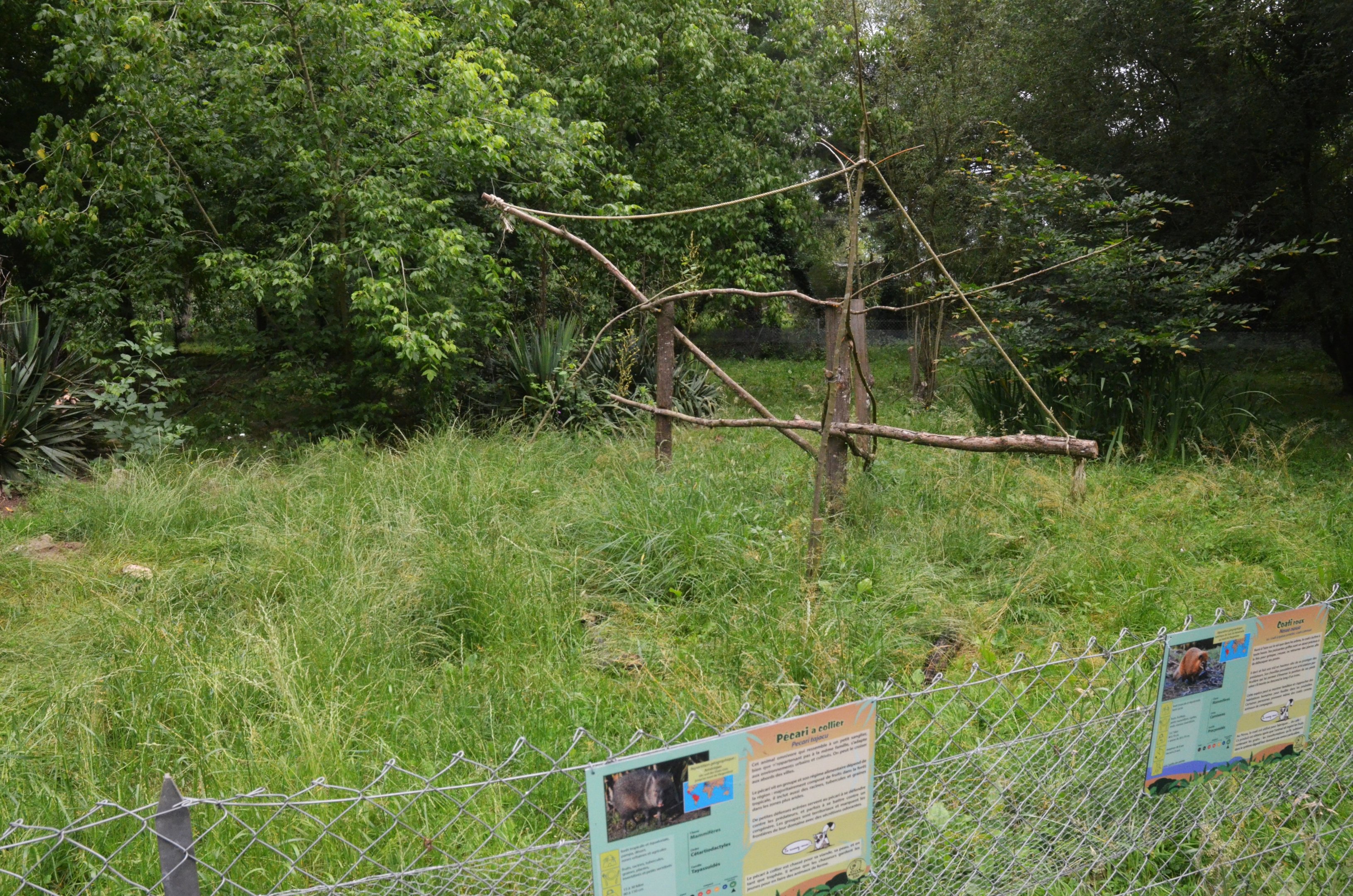 Collared Peccary and Ring-tailed Coati Enclosure at Spaycific'Zoo, 13/06/18