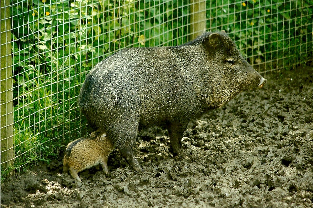 Collared Peccary and young 5th June 1999