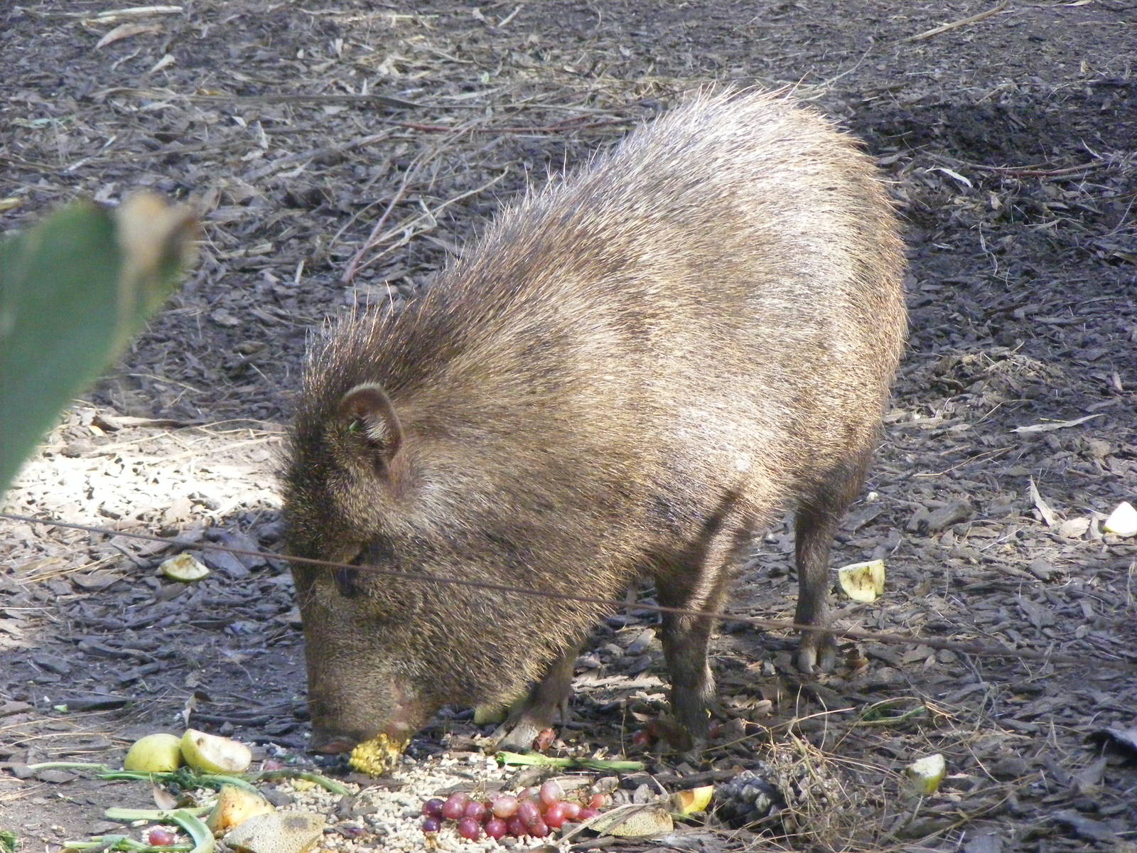 Collared Peccary - April, 2010