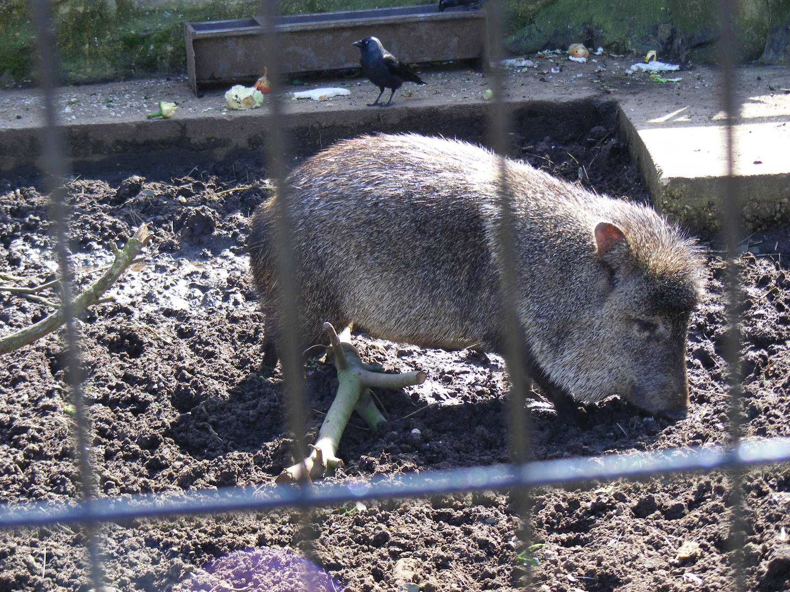 Collared peccary at Amazon World, 5 April 2010