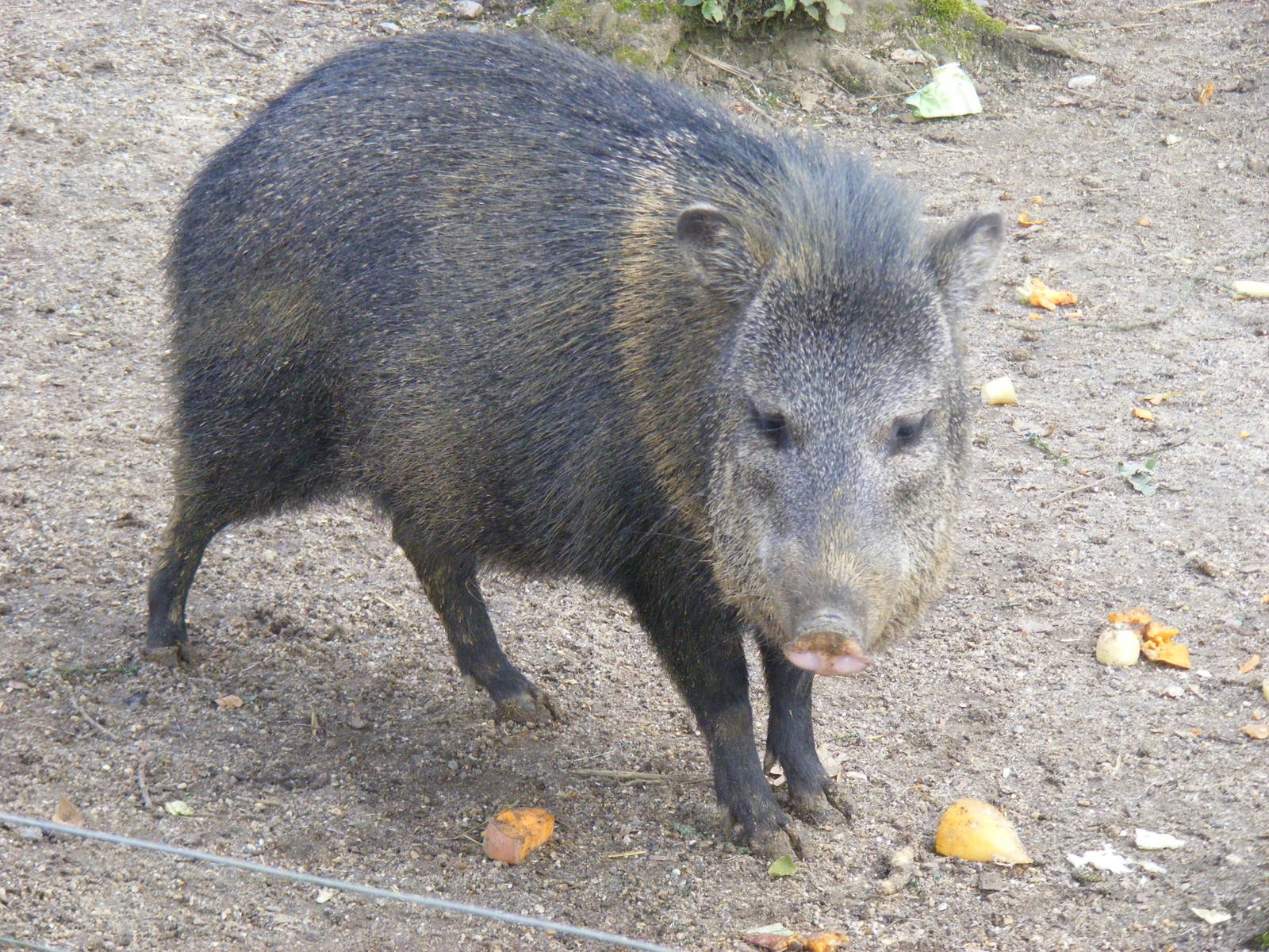 Collared peccary at Marwell Wildlife, 8 July 2011