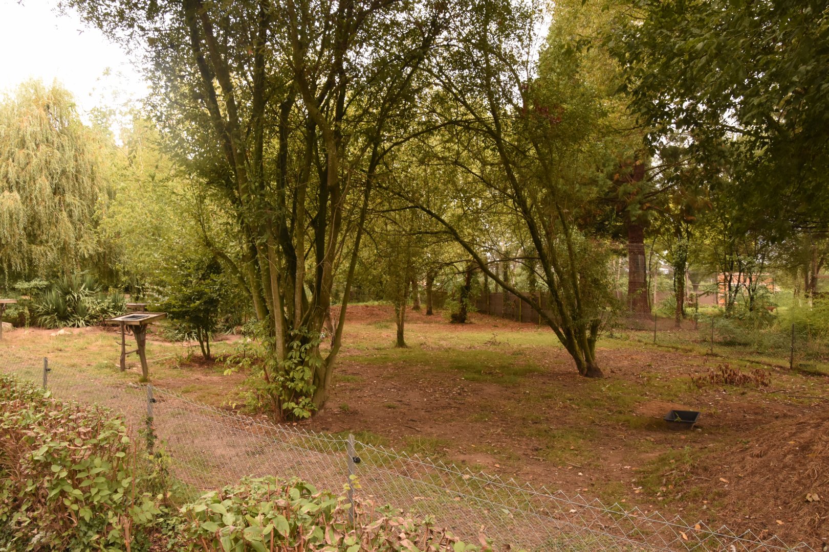 Collared Peccary, Coati & Azara's Agouti enclosure