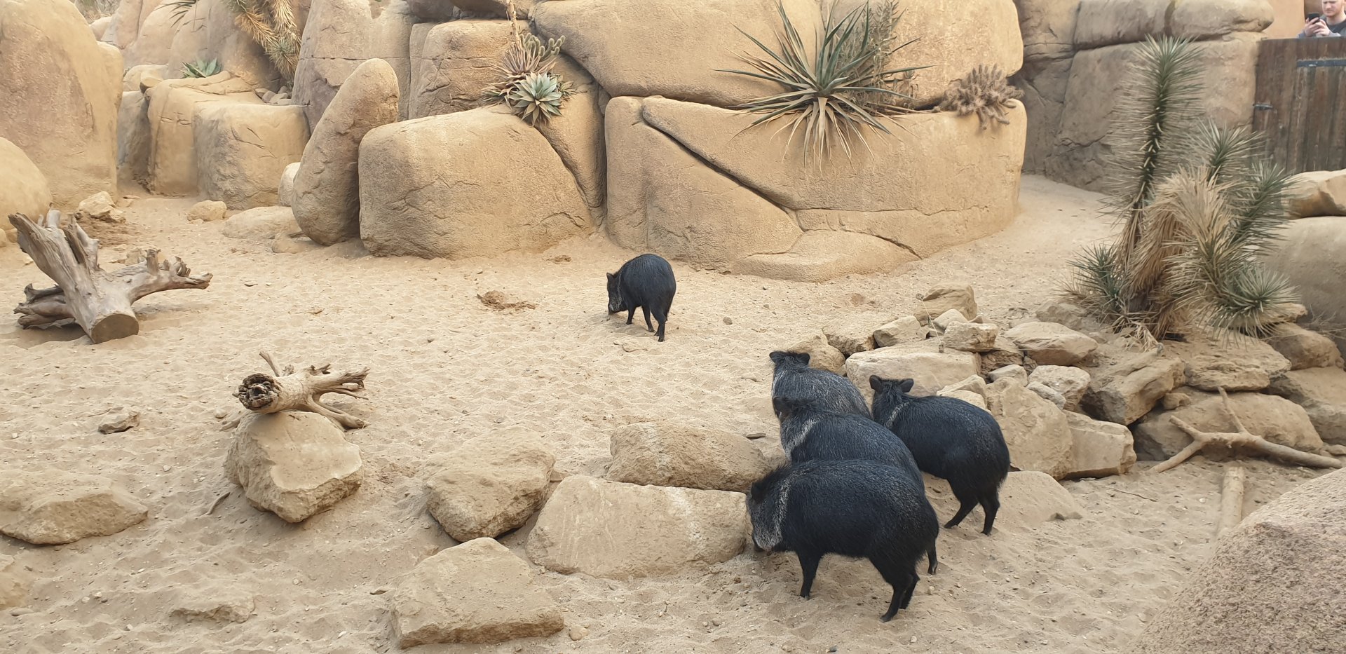 Collared peccary, Desert