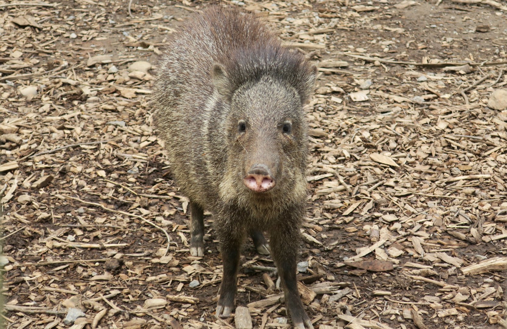 Collared Peccary (Dicotyles tacaju)