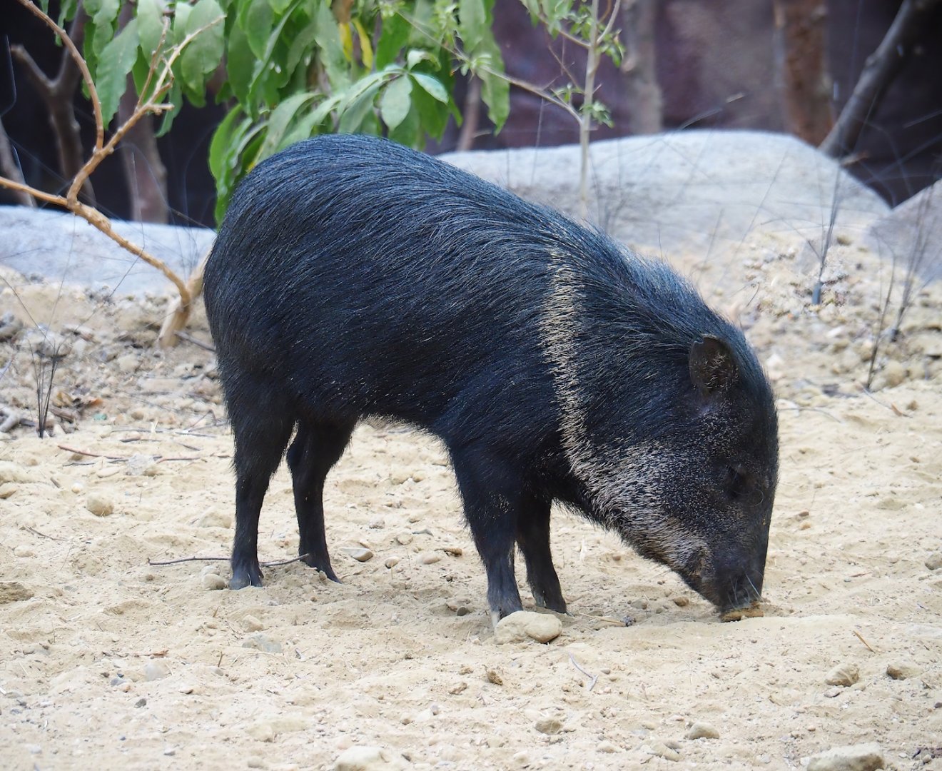 Collared peccary (Dicotyles tajacu), 2023-10-07