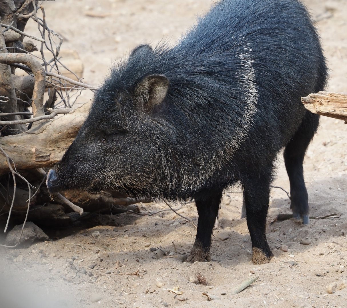 Collared peccary (Dicotyles tajacu), 2025-05-17