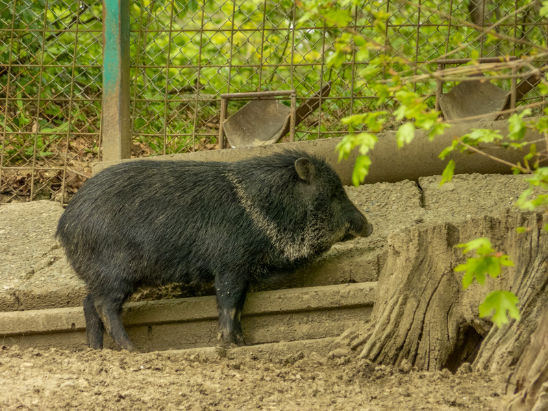 Collared peccary (Dicotyles tajacu)