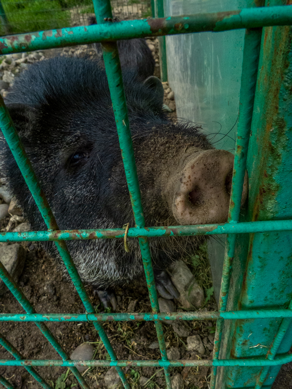 collared peccary (Dicotyles tajacu)