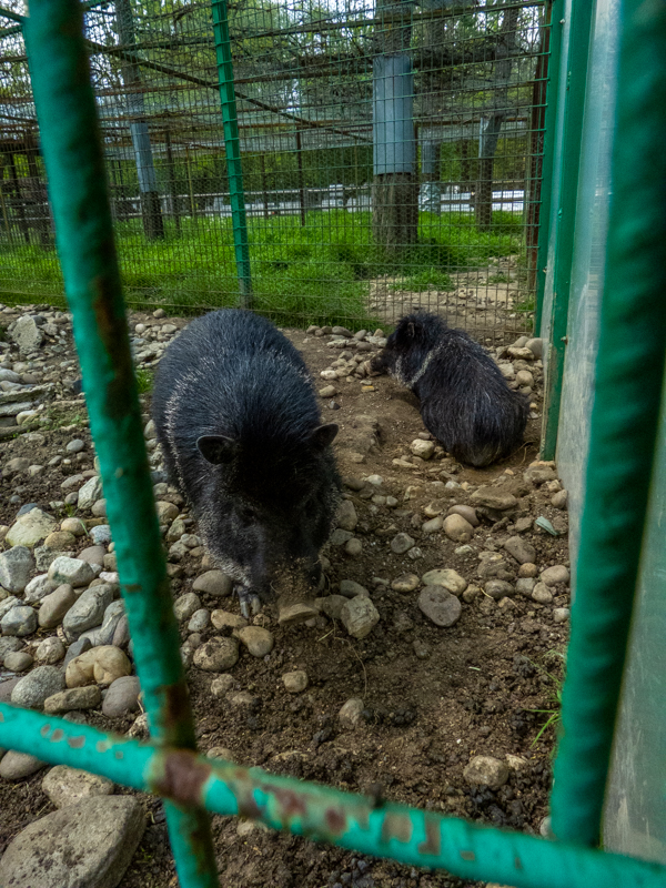 collared peccary (Dicotyles tajacu)