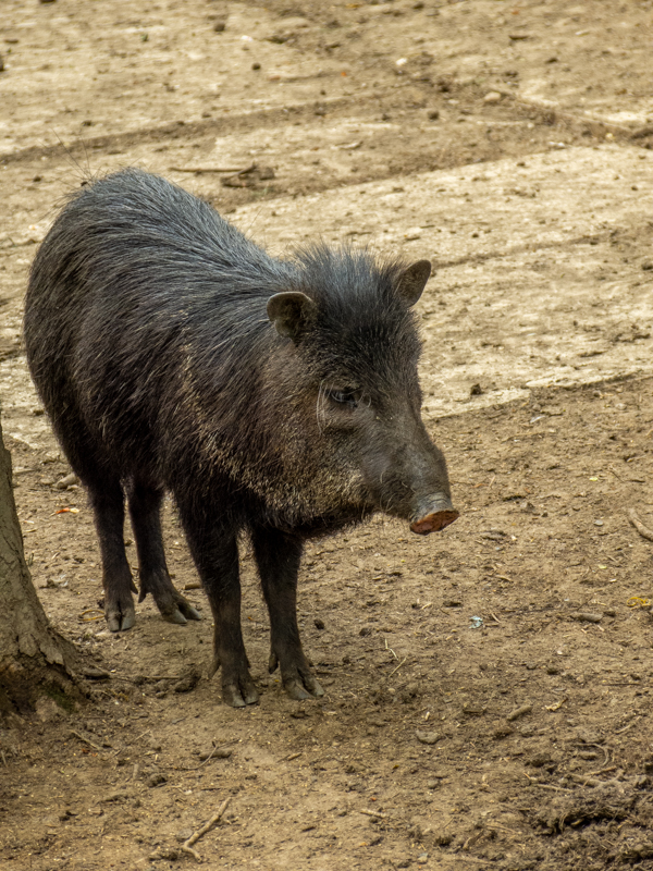 collared peccary (Dicotyles tajacu)