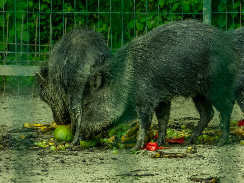 Collared peccary (Dicotyles tajacu)