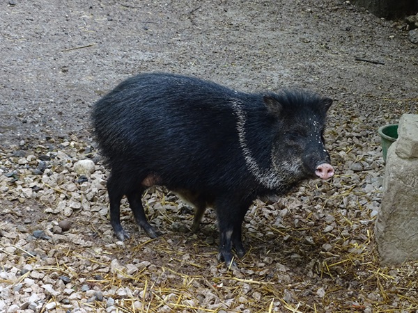 Collared peccary (Dicotyles tajacu)