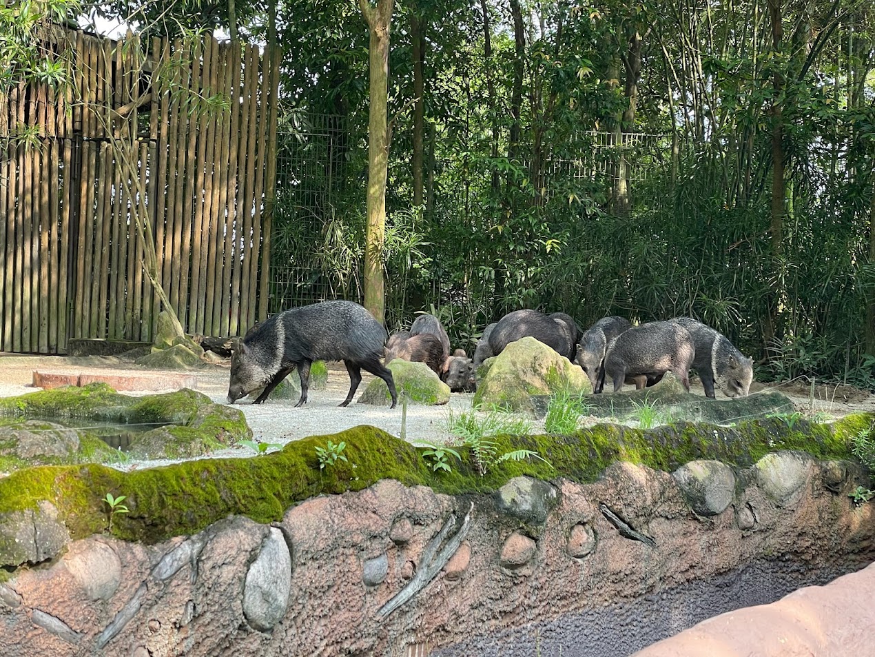 Collared Peccary (Dicotyles tajacu)