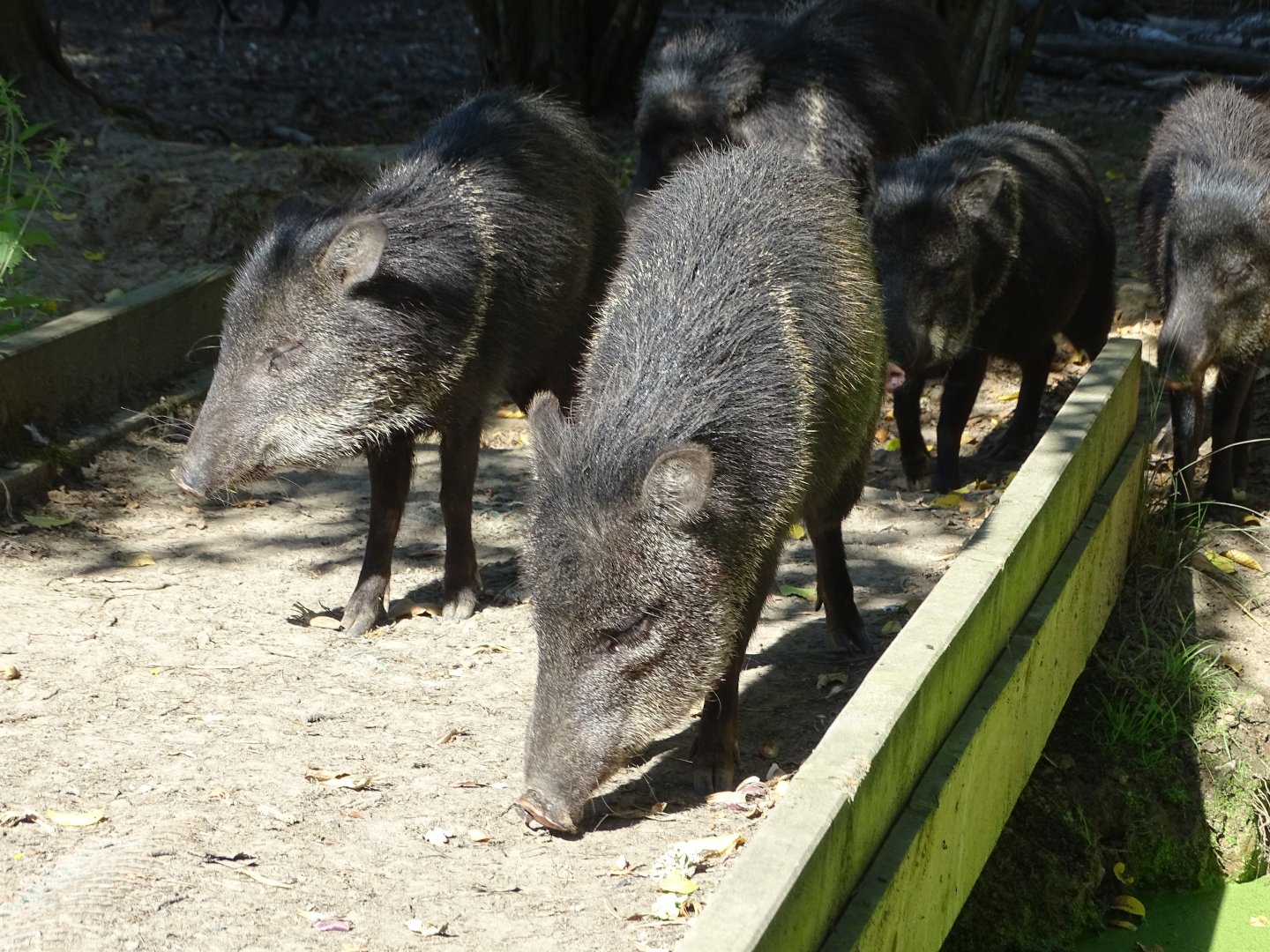 Collared peccary (Dicotyles tajacu)