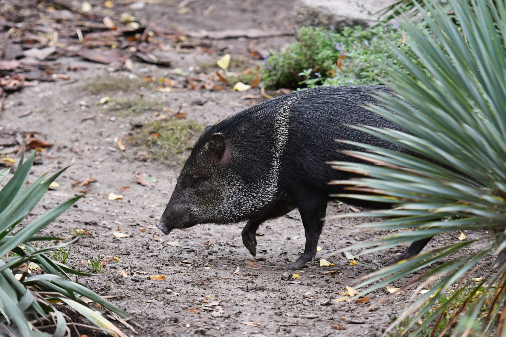 Collared peccary (Dicotyles tajacu)