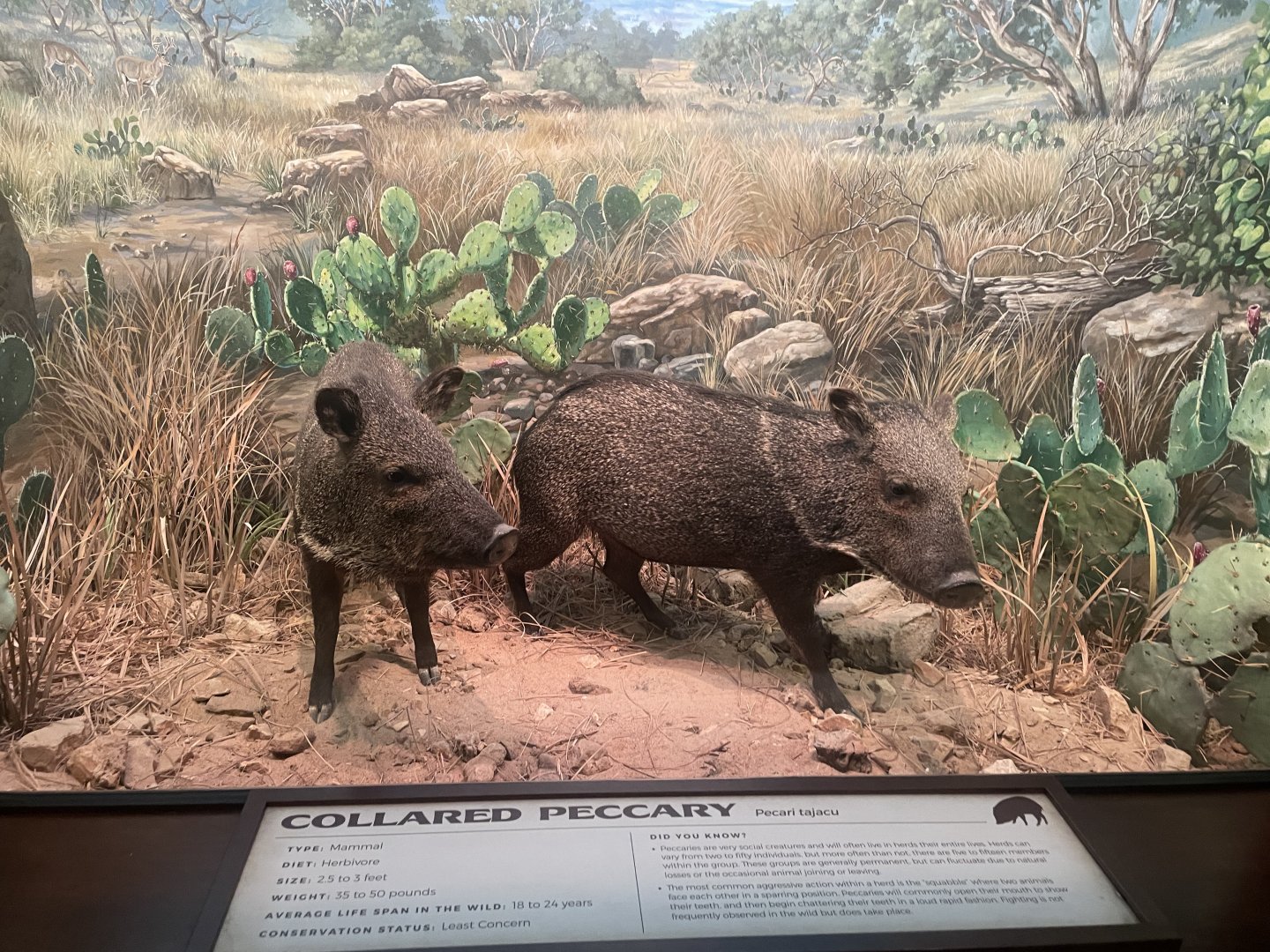 Collared Peccary Diorama
