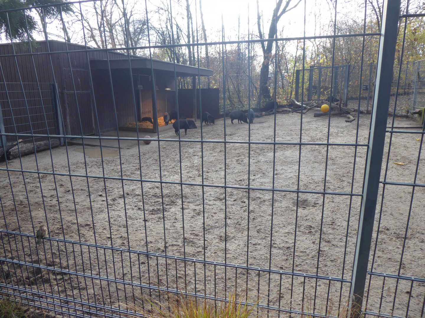 Collared peccary enclosure 011218
